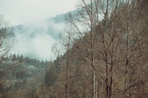 Free Peaceful misty forest with bare trees in a tranquil, serene atmosphere. Stock Photo