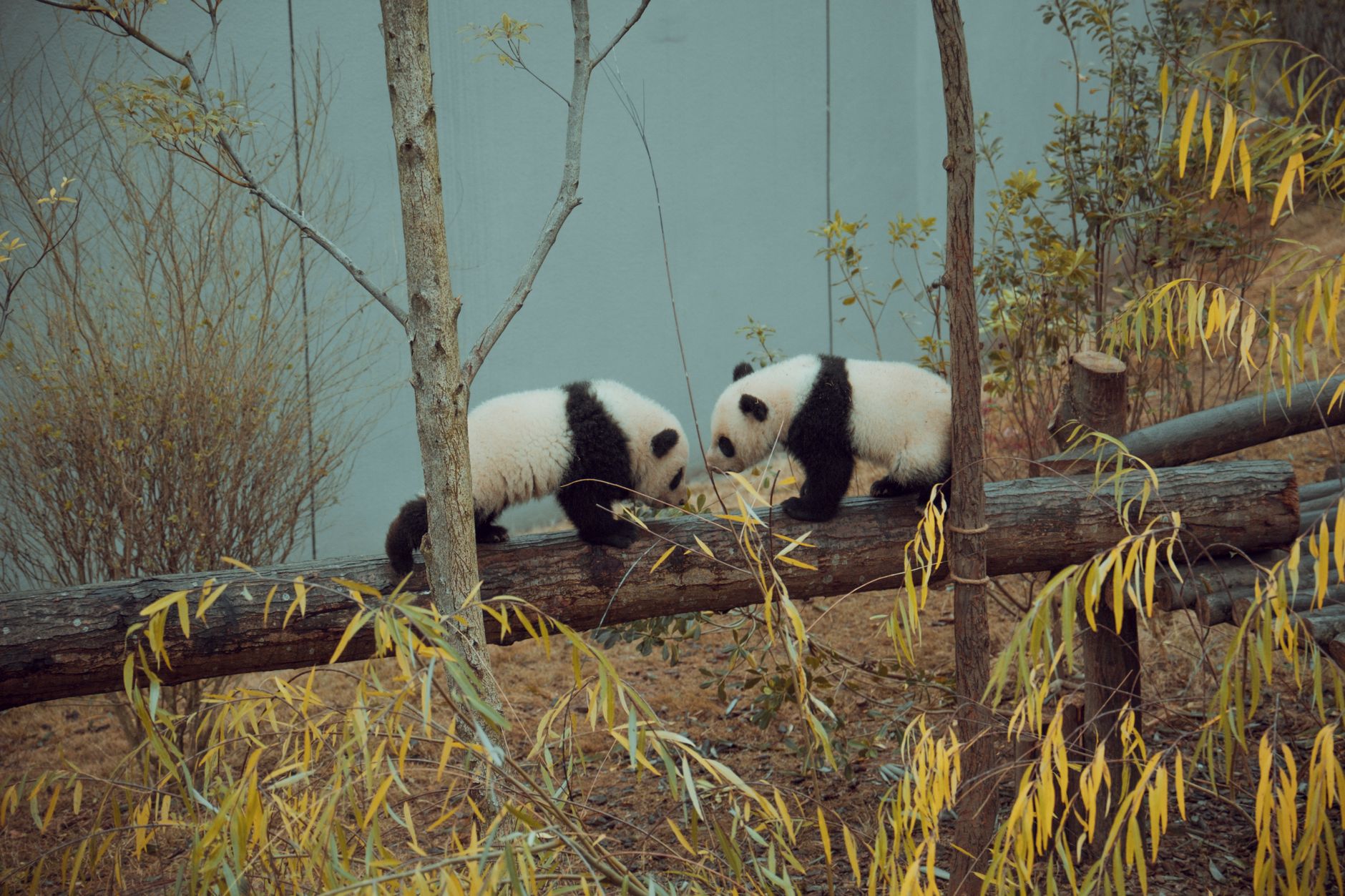 After 7 cubs, China sends new pandas to US
