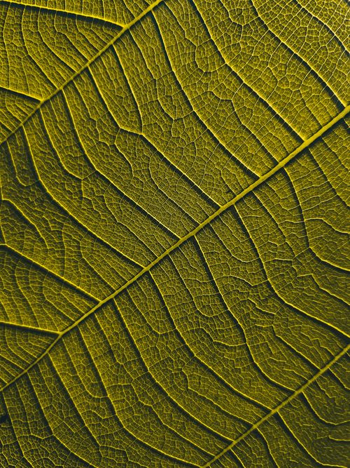 Free Macro photograph of a leaf showcasing intricate vein patterns in vivid green. Stock Photo