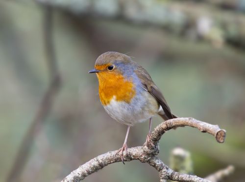 Free Close-up of a European robin with vibrant red breast perched on a branch in Northern Ireland. Stock Photo