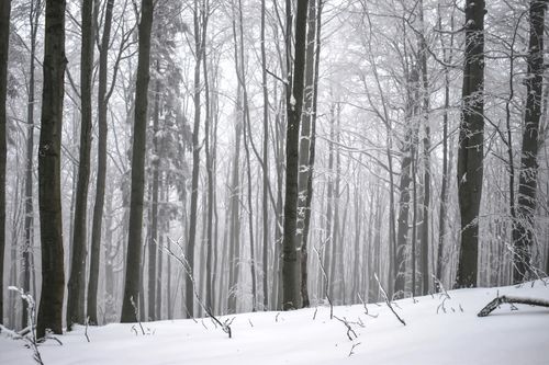Free Serene winter forest landscape with snow-covered trees and gentle mist. Stock Photo