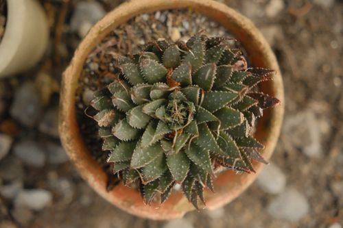 Free A close-up of a succulent plant in a clay pot from above, showcasing its intricate patterns. Stock Photo