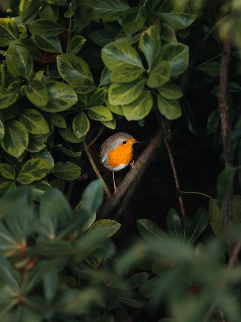 A vibrant European robin perched among lush green leaves, showcasing natural beauty.
