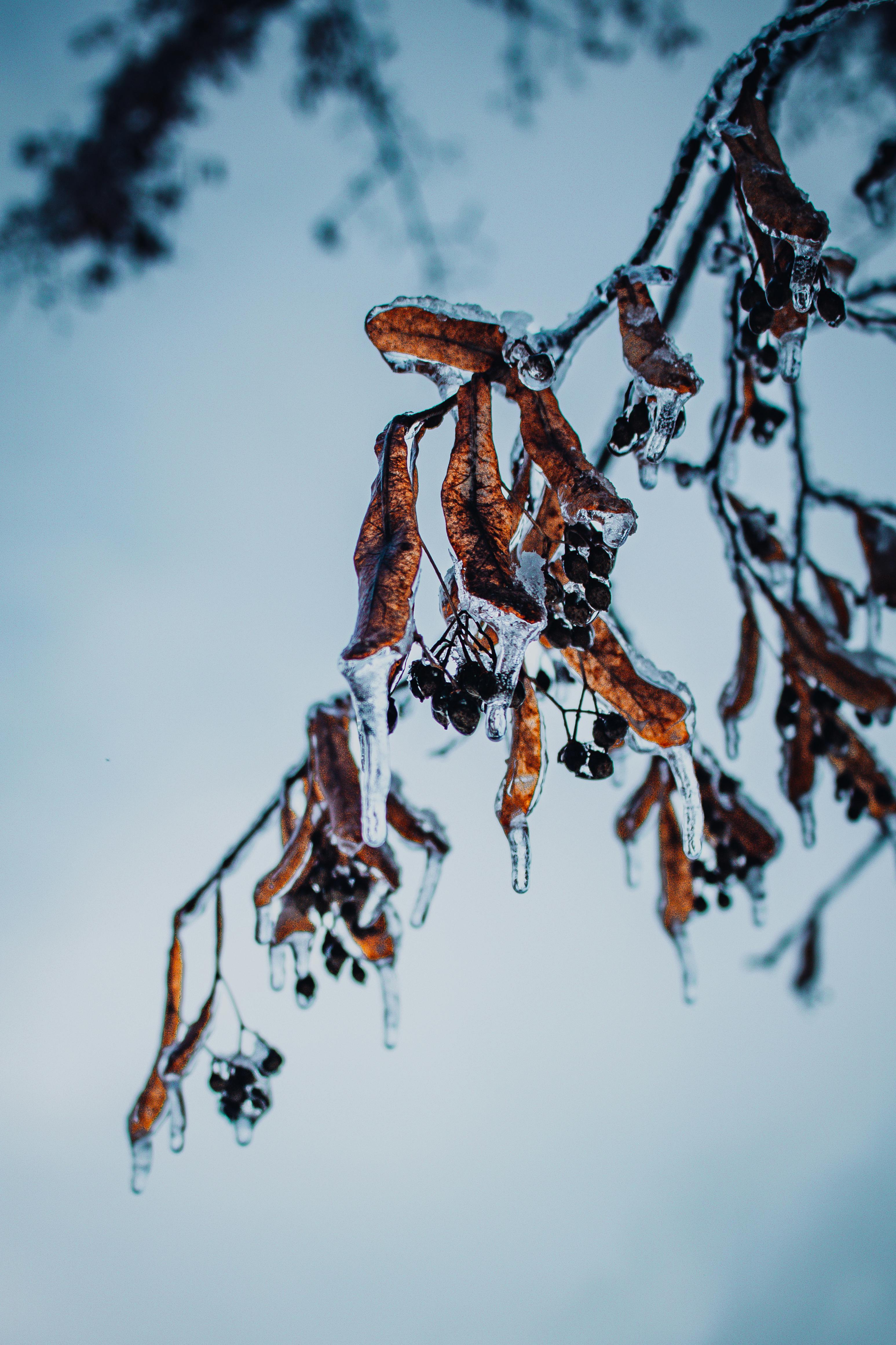 Close-up of frozen leaves and berries on branches in winter.