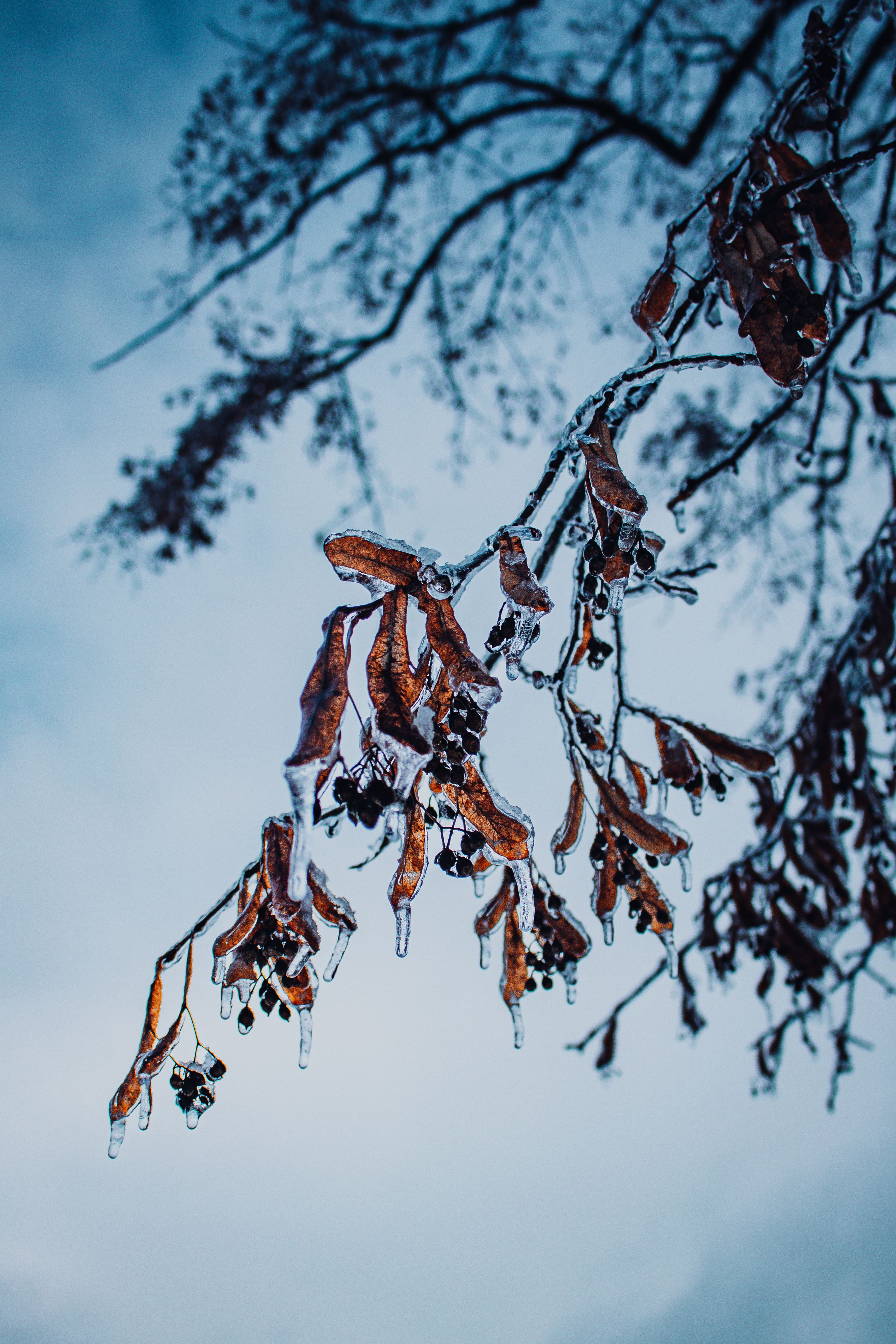 Close-up of a frozen branch with leaves encased in ice, showcasing winter's beauty.