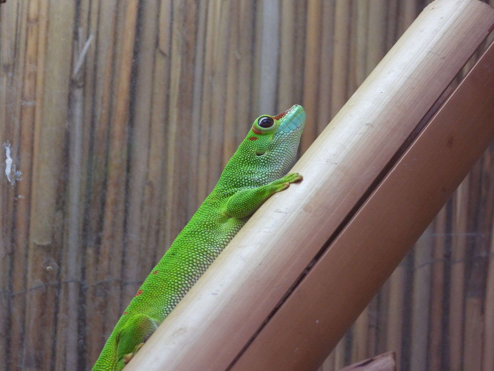Best Eco-Friendly Reptile Terrarium Mats for 2026 – Durable, Sustainable Flooring That Keeps Your Terrarium Clean