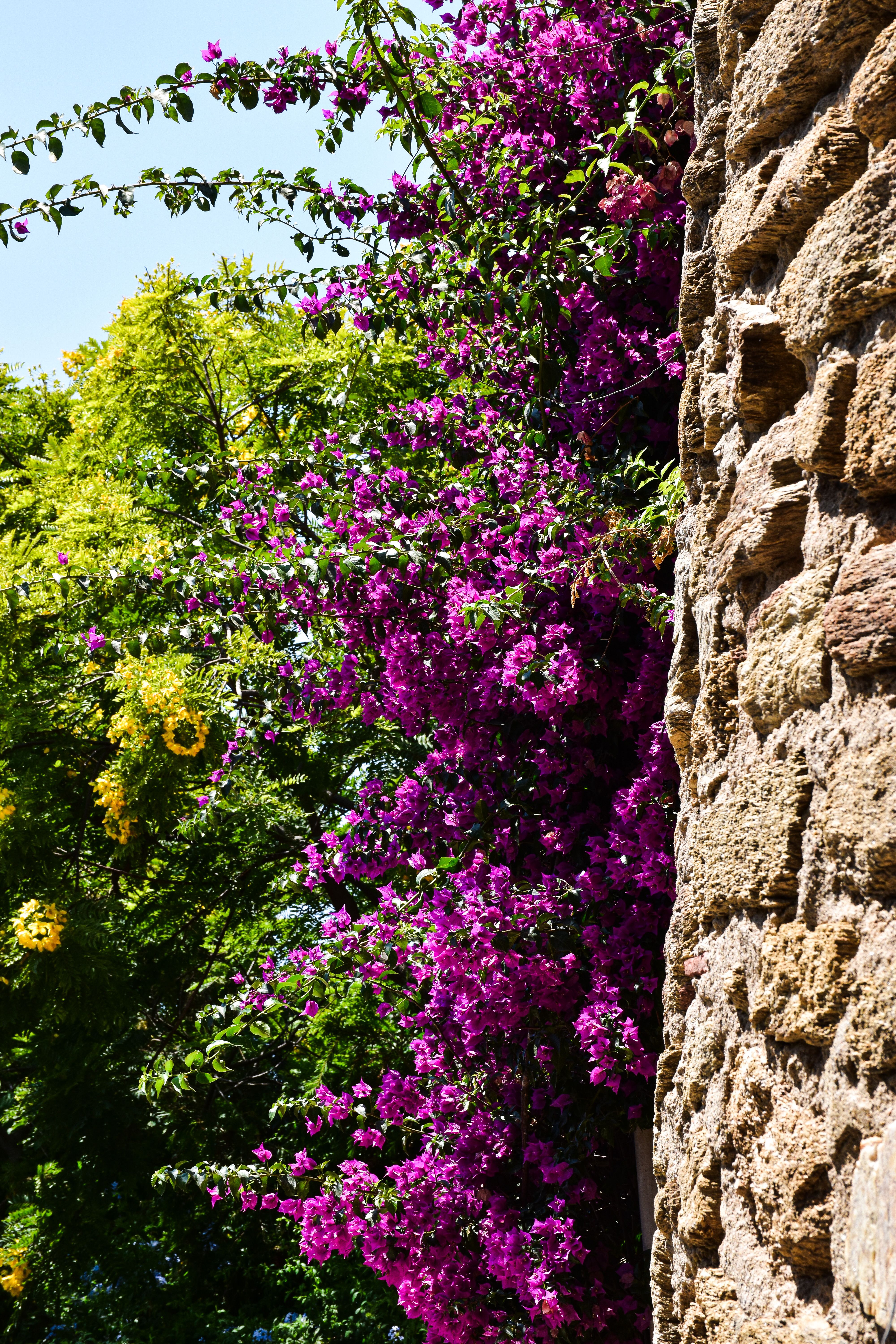 Colorful Flowers by Stone Wall in Provence · Free Stock Photo