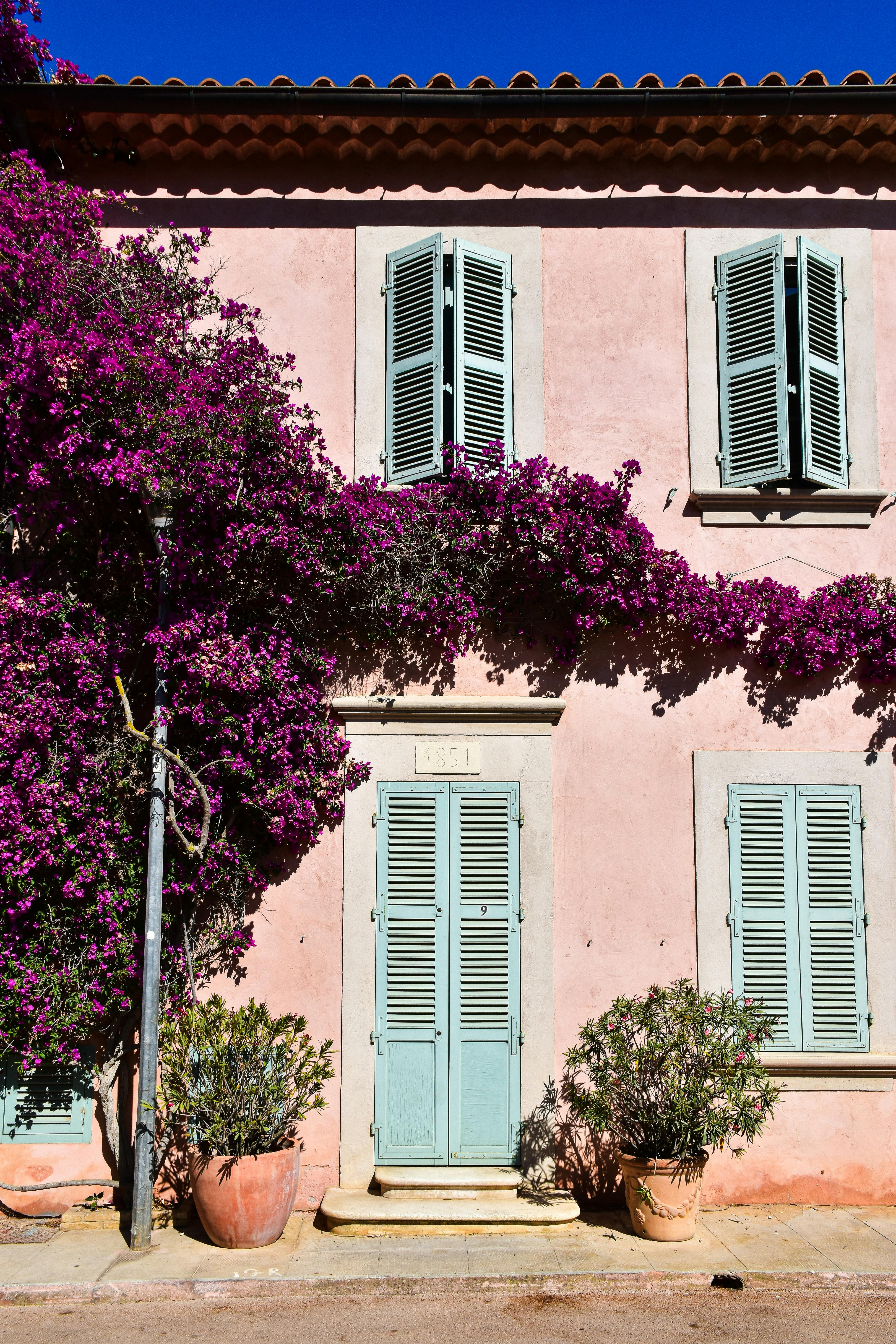 Picturesque pink facade adorned with vibrant bougainvillea in Bormes-les-Mimosas, Provence, France.