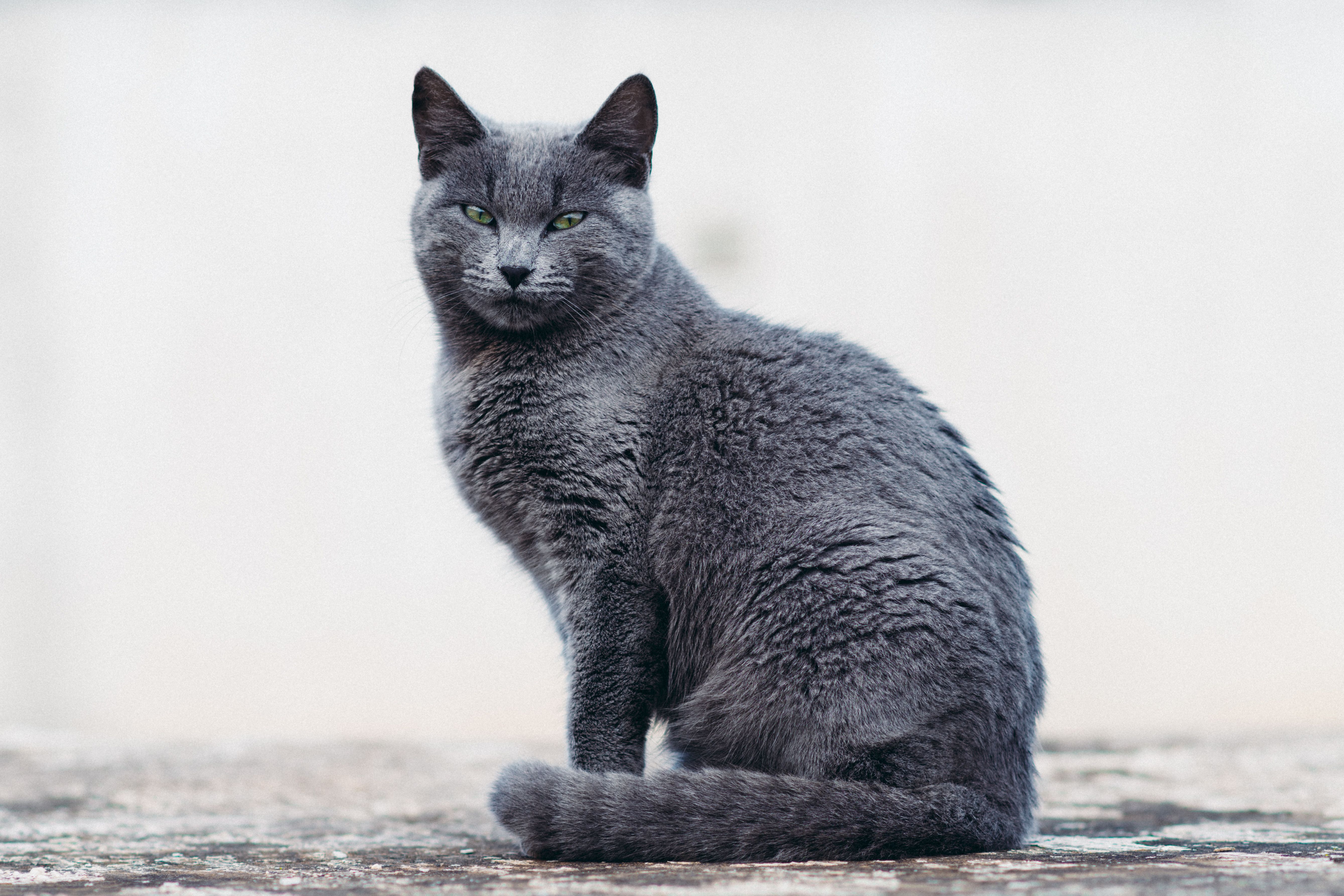 Graue Katze bei der Fellpflege auf Fliesen