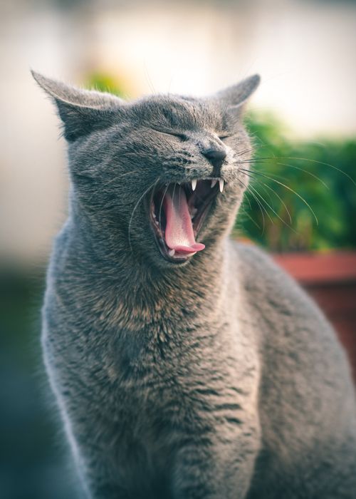 Free A yawning grey cat captured outdoors, showcasing its sharp teeth under daylight. Stock Photo