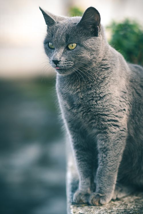 Free A graceful gray cat with piercing green eyes sits outdoors, showcasing its elegance. Stock Photo