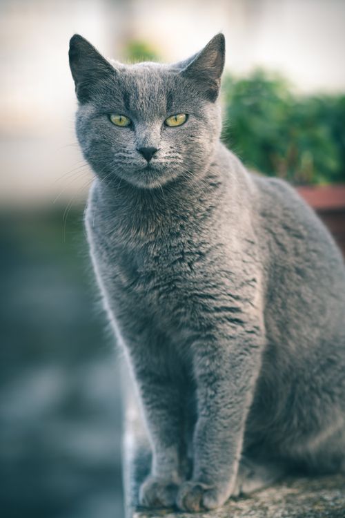 Free A striking gray cat with yellow eyes against an outdoor Tunisian backdrop, exuding elegance. Stock Photo