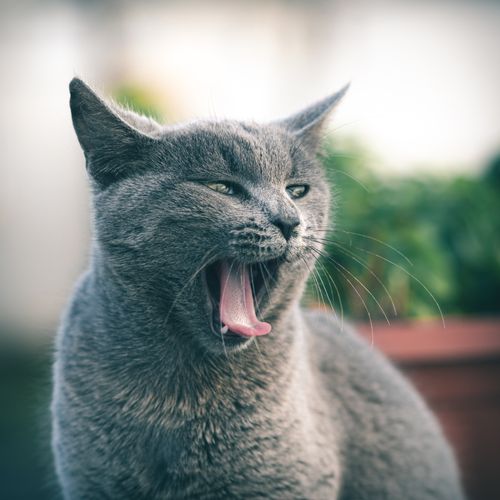 Free Close-up of a yawning gray cat outdoors, showcasing its playful and relaxed nature. Stock Photo