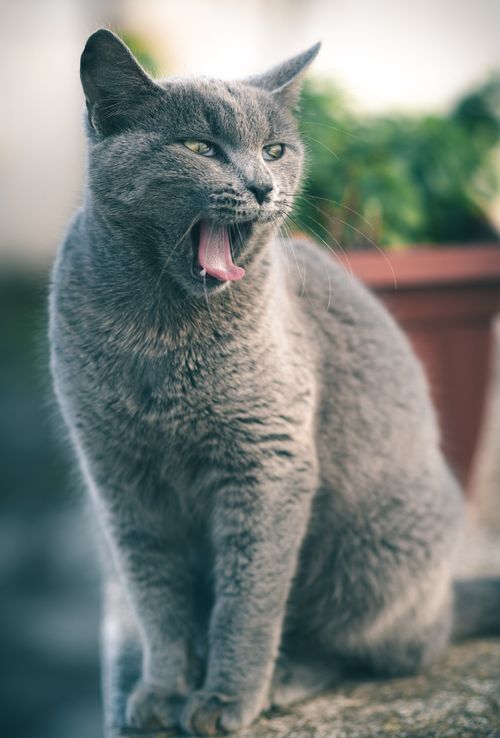 Free A gray cat yawning on a garden wall in Tunisia, showcasing a relaxed and natural setting. Stock Photo