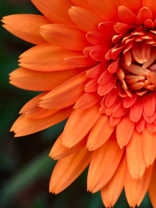Free Close-up of a vibrant orange Gerbera daisy showcasing its layered petals. Stock Photo