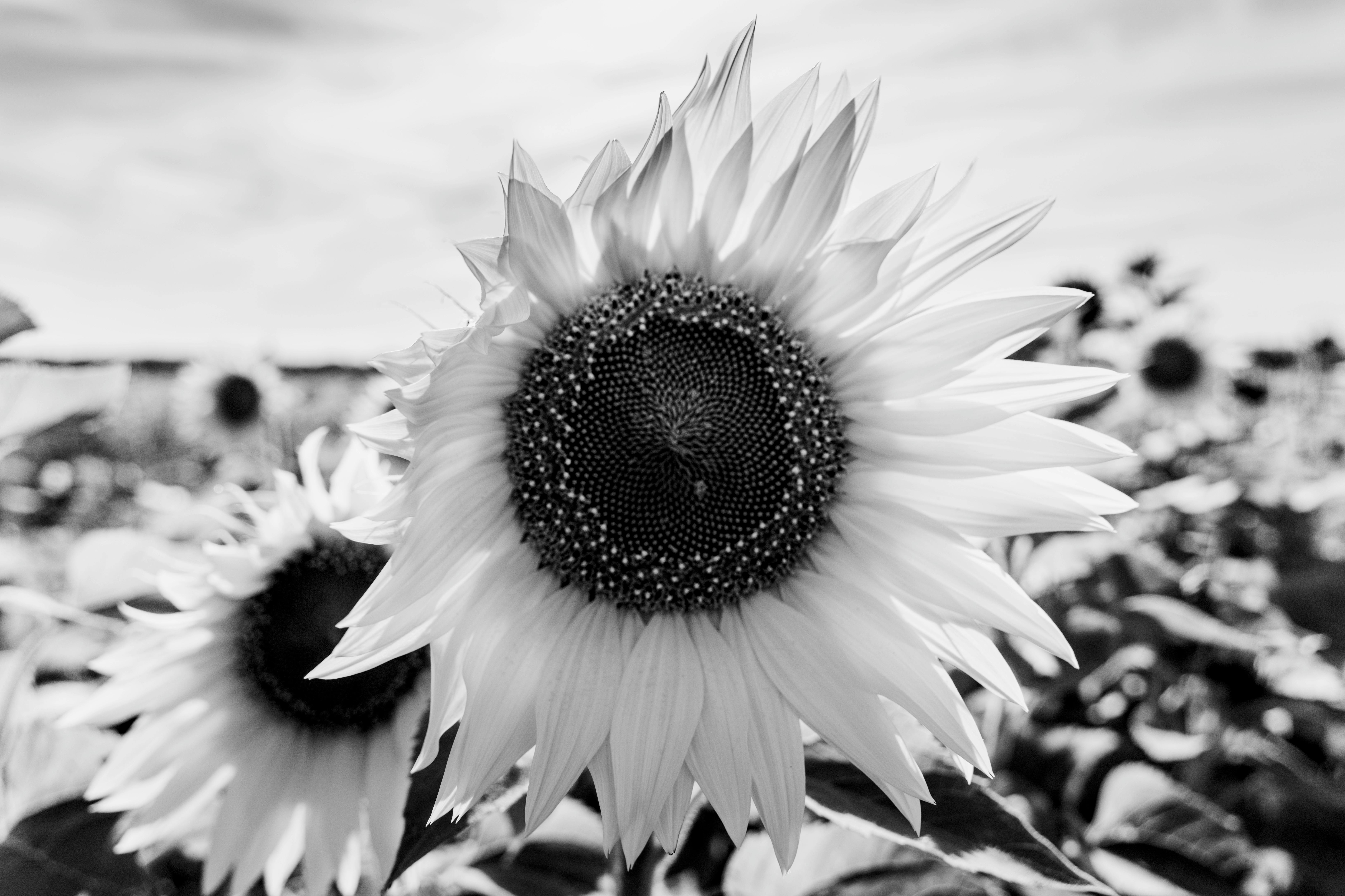 A detailed black and white photograph of sunflowers in a field with a focus on textures and patterns.