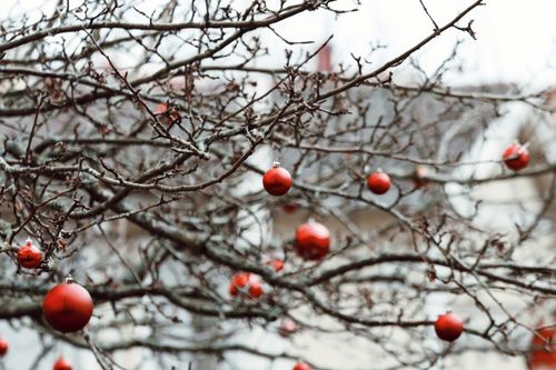 Free Artistic shot of red Christmas baubles hanging from tree branches in winter Sweden. Stock Photo