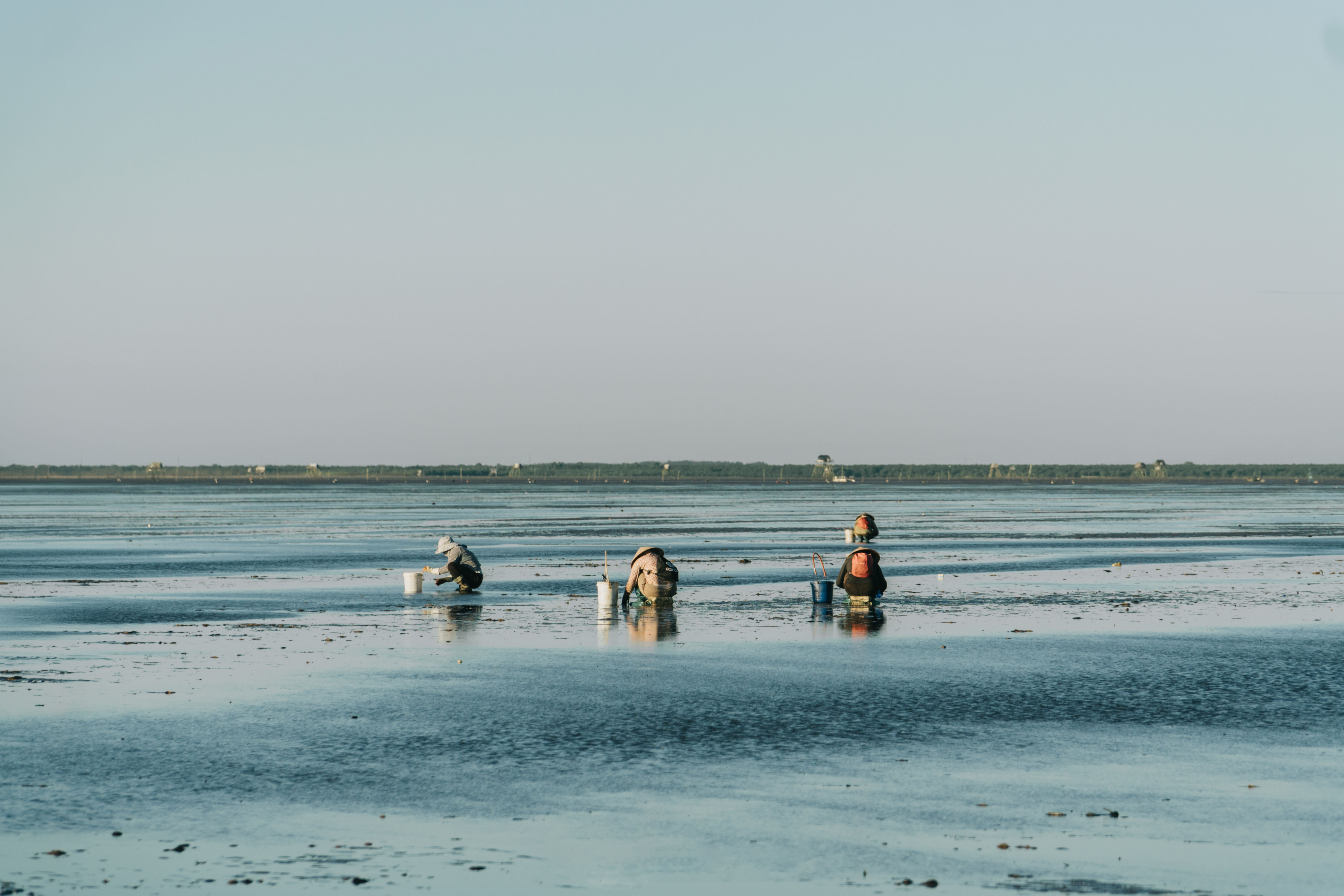 Individuals gathering clams on expansive coastal mudflats under a clear sky.