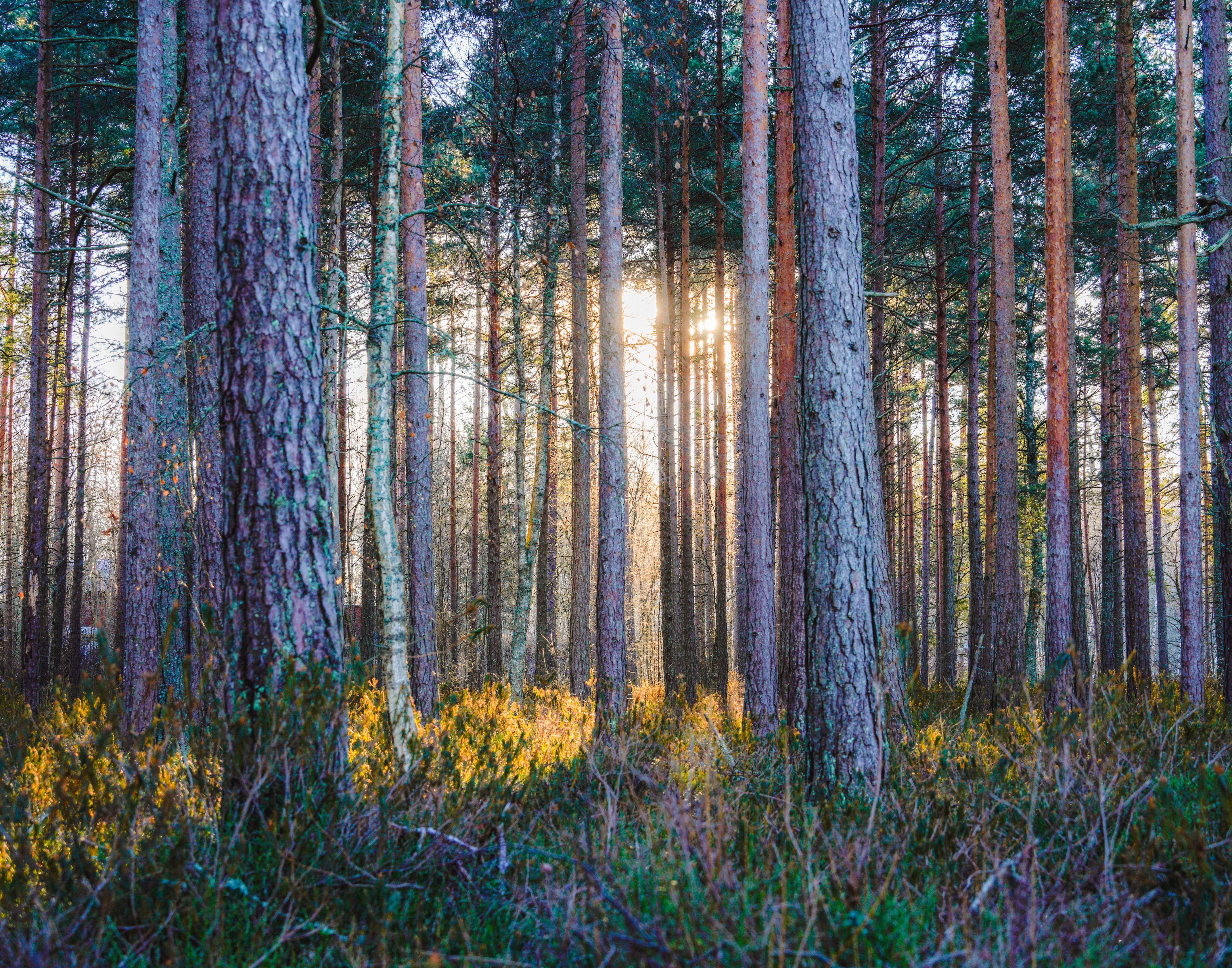 Peaceful nature setting for nervous system regulation - ADHD therapy burnout relief