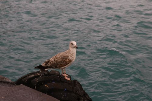 Free A lone seagull stands on a pier overlooking the vast ocean, creating a serene coastal scene. Stock Photo