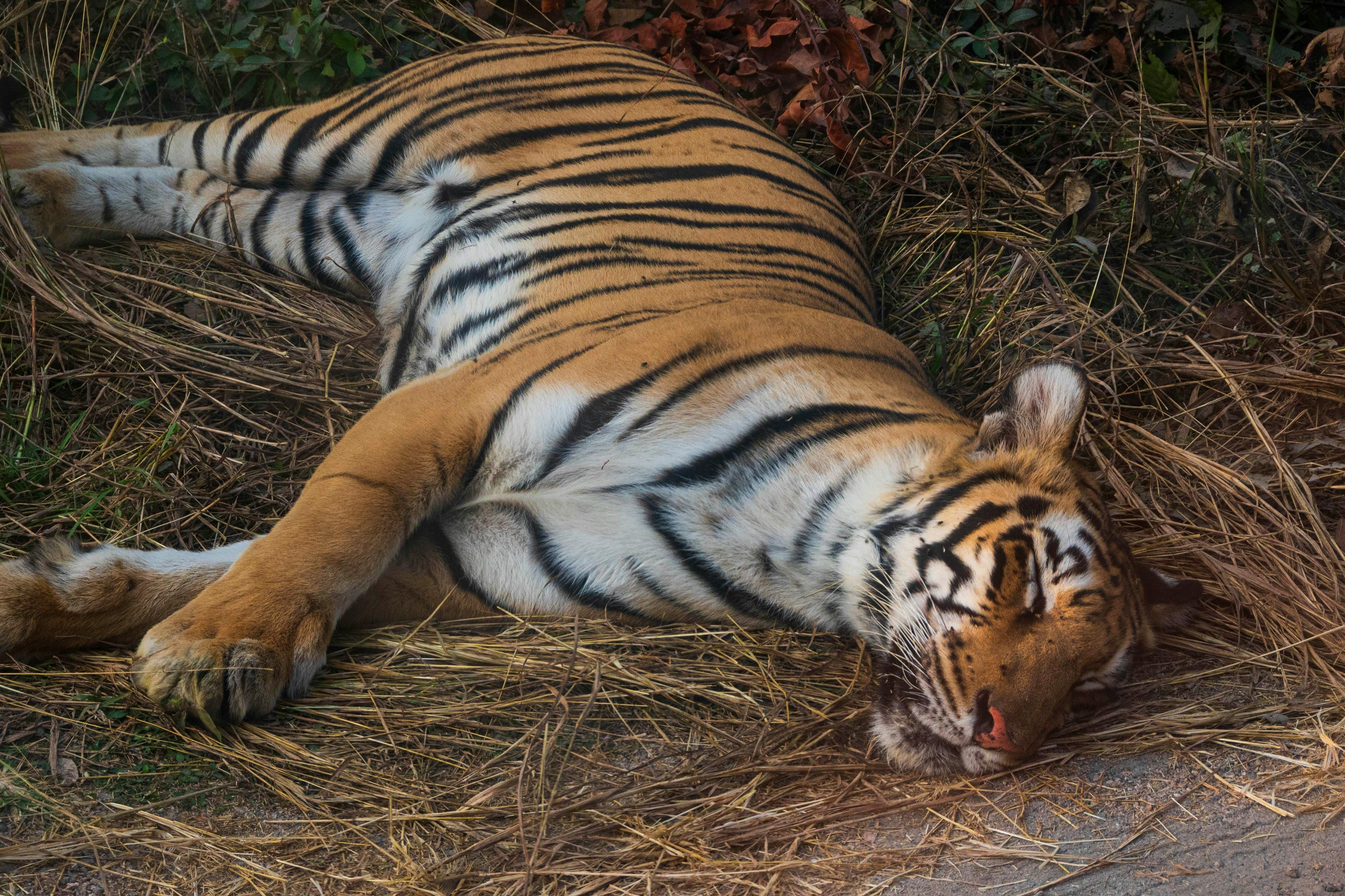 resting bengal tiger in natural habitat
