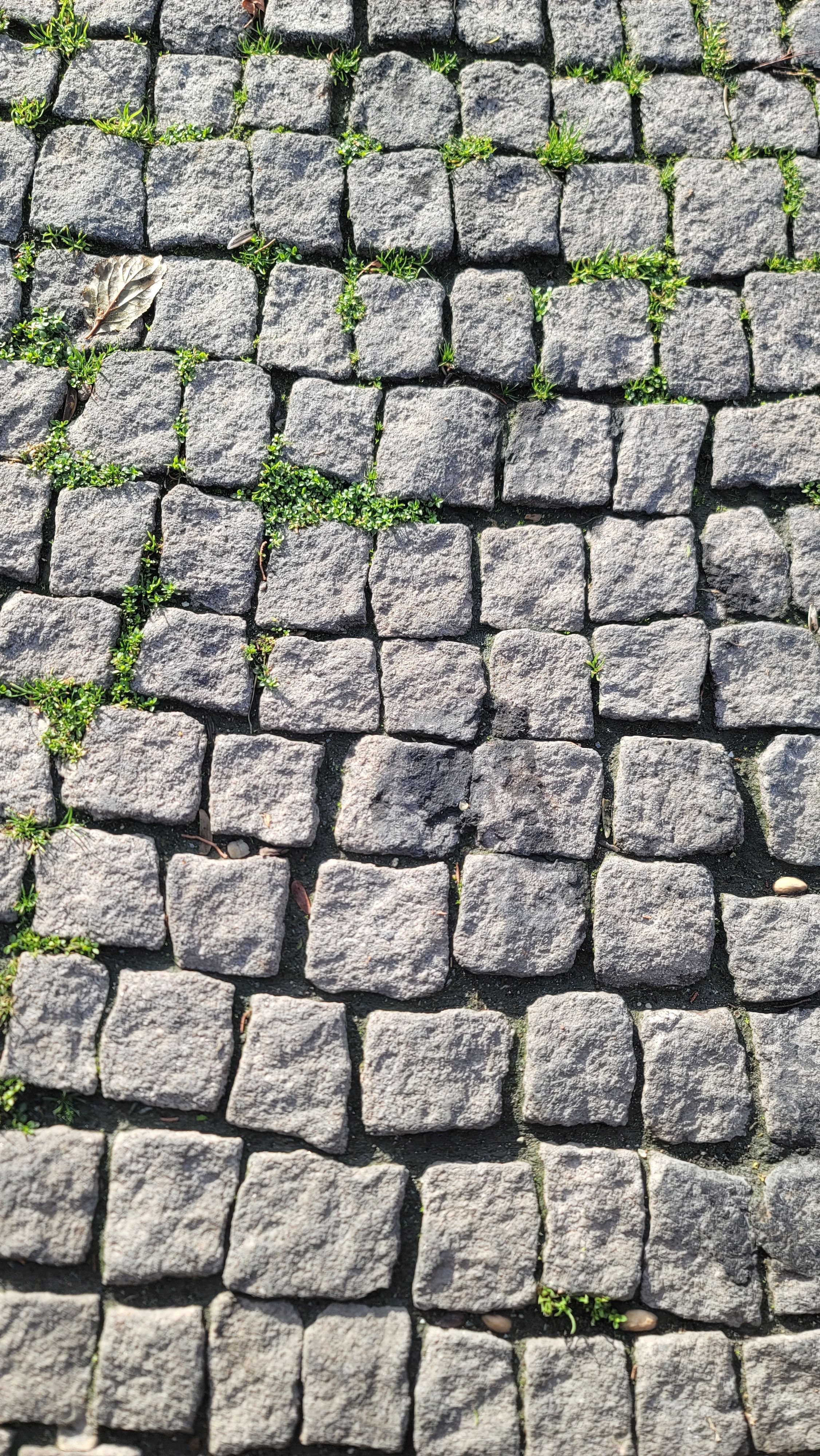 Detailed texture of cobblestone pavement with patches of green moss, ideal for backgrounds.