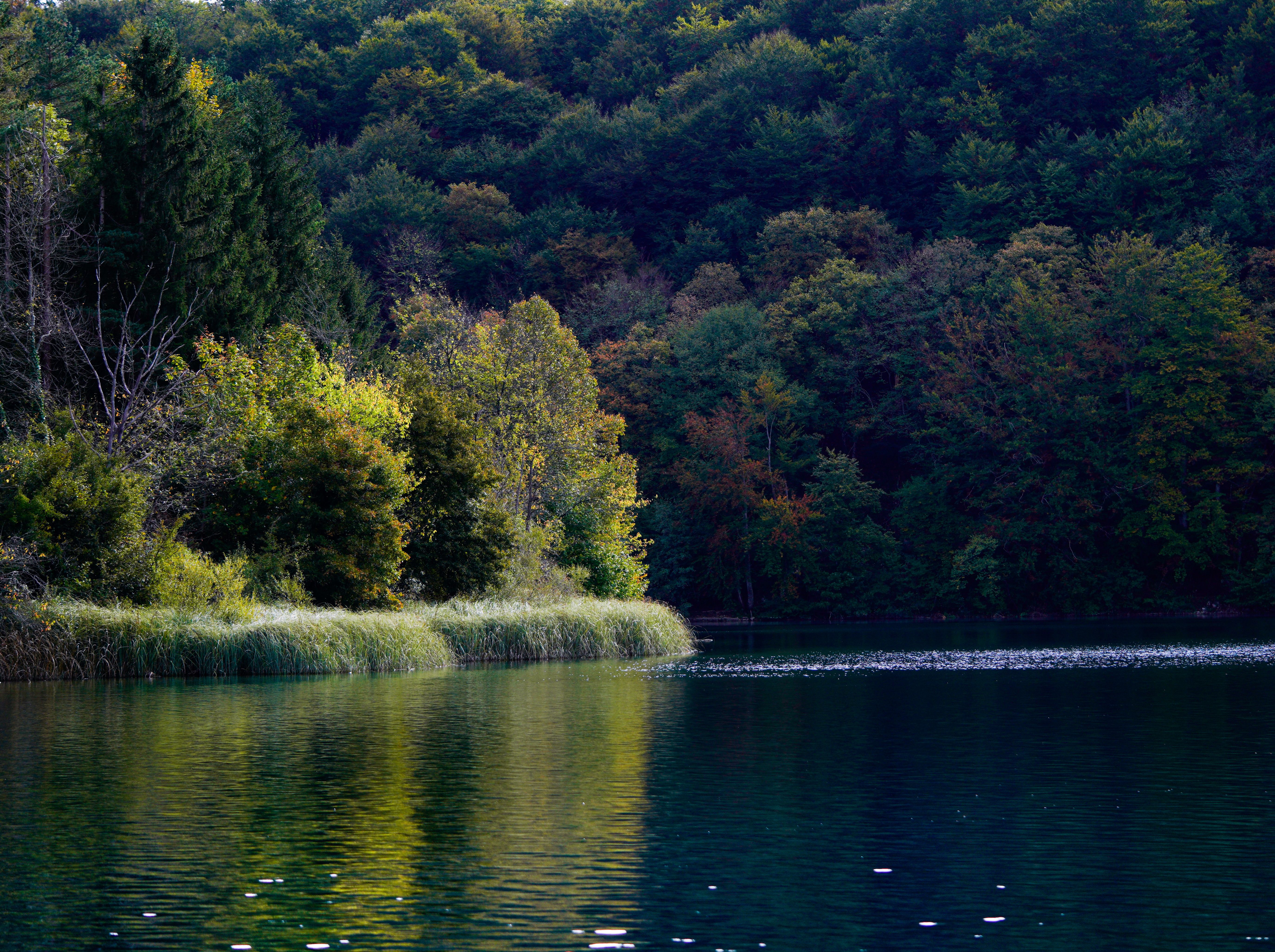Serene Forest Lake in Autumn · Free Stock Photo