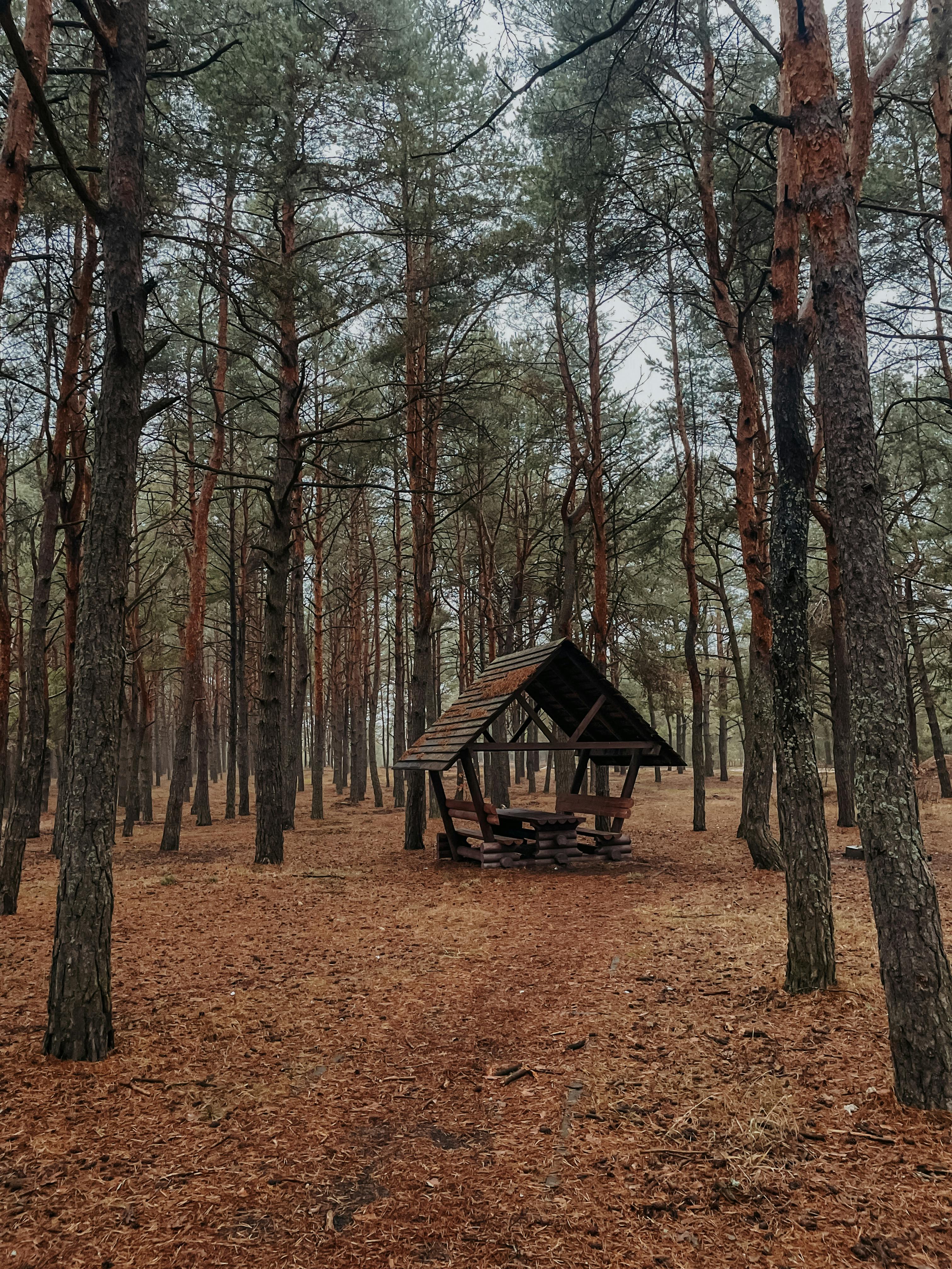 Evergreen Bough Shelter