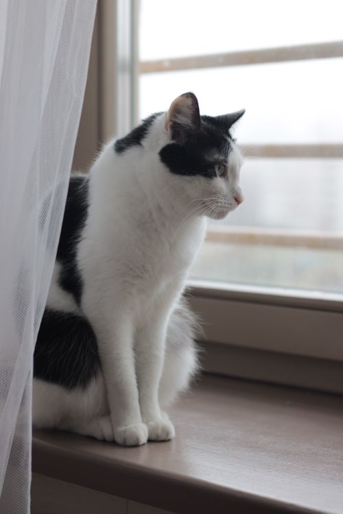 Black and White Cat by a Window Sill · Free Stock Photo