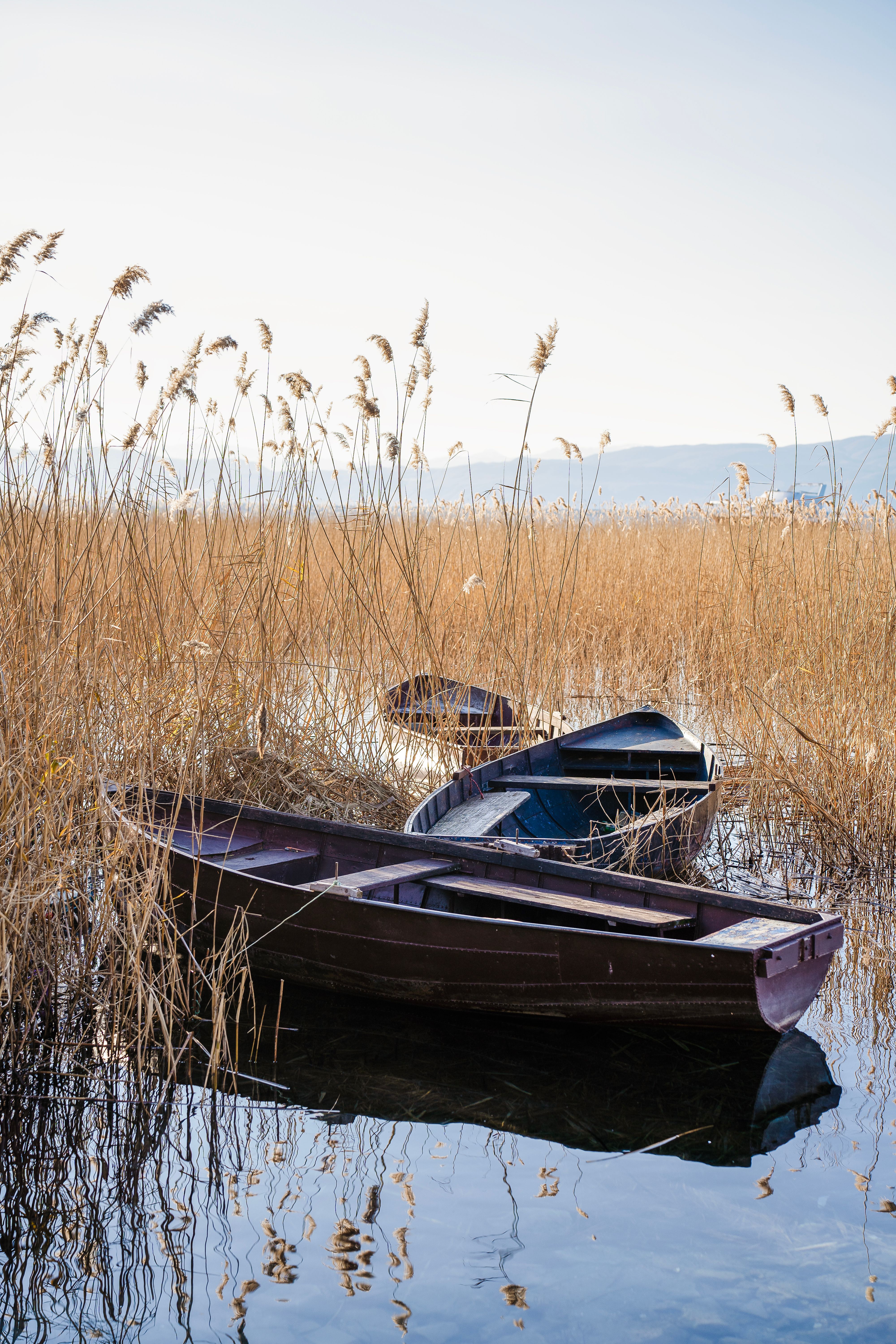Peaceful scene of wooden boats amidst reeds in Ohrid, North Macedonia.