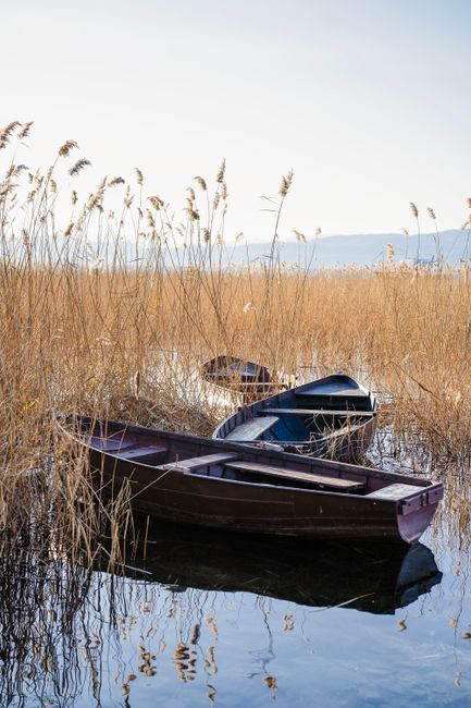 Peaceful scene of wooden boats amidst reeds in Ohrid, North Macedonia.