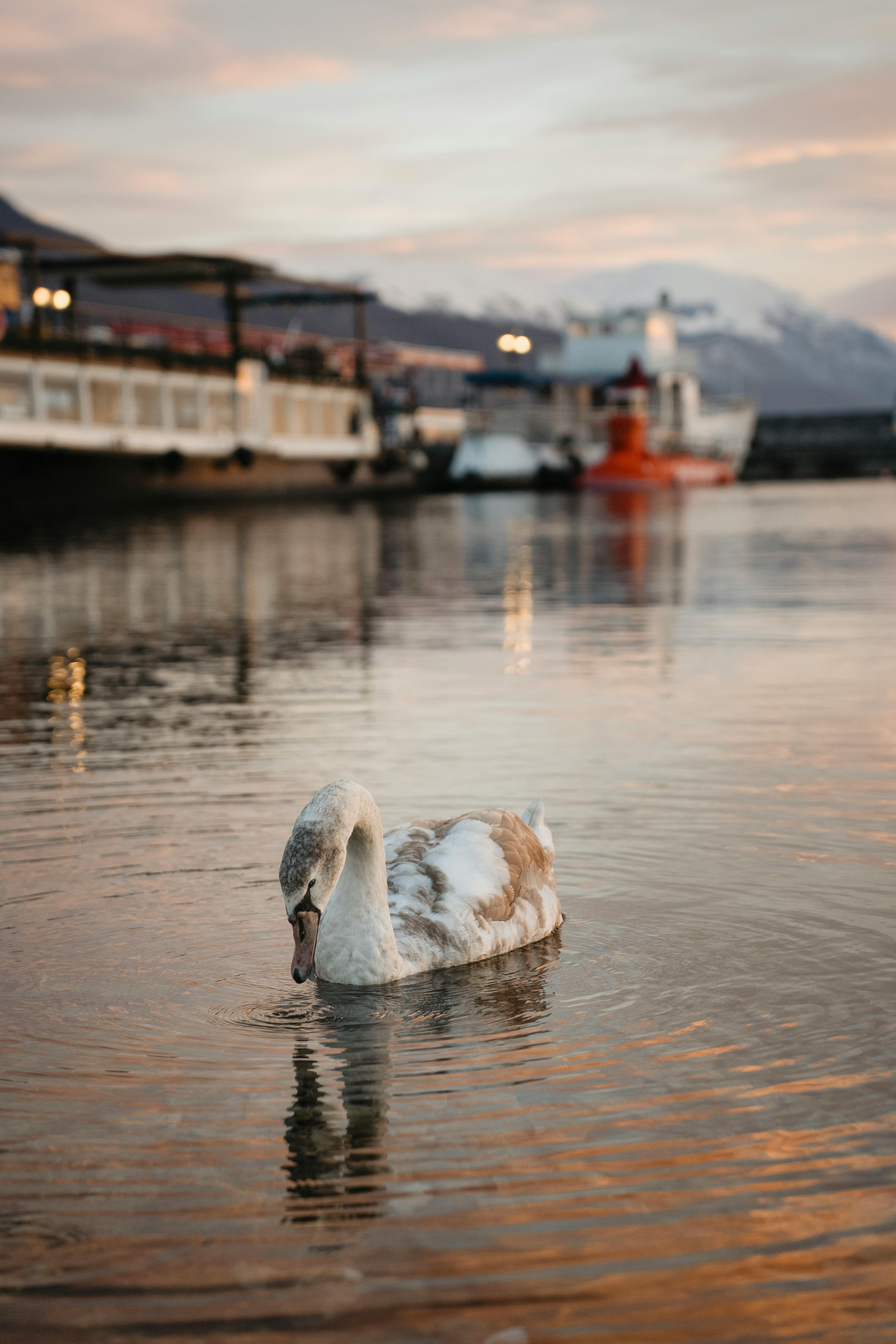 Graceful swan swimming on Lake Ohrid with boats and mountains in the background during sunset.