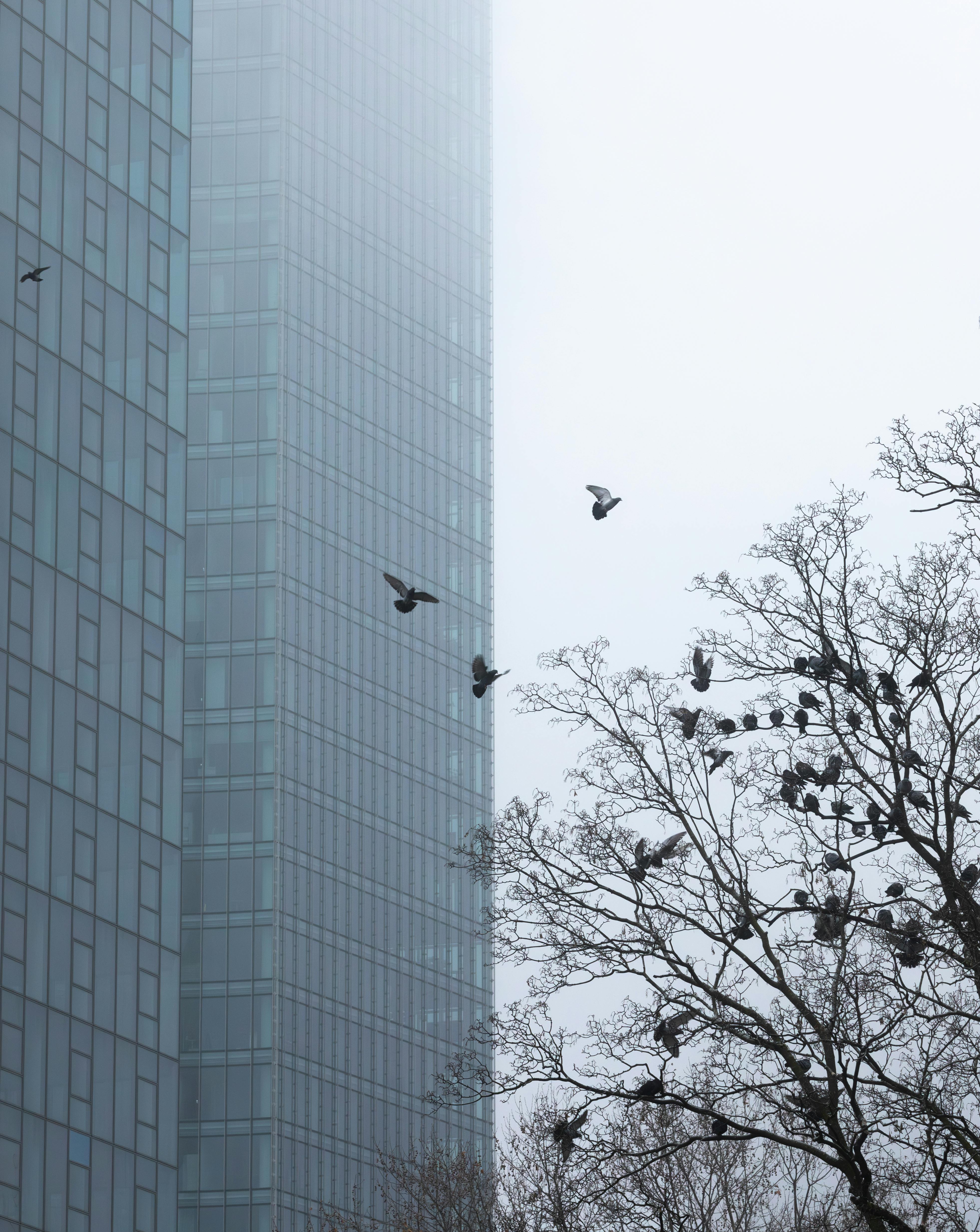 Pigeons flying near a tall building on a foggy day, capturing urban serenity.