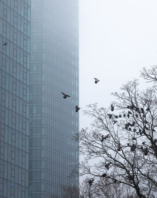 Pigeons flying near a tall building on a foggy day, capturing urban serenity.