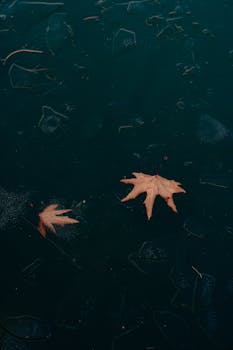 Capture of brown autumn leaves floating on a serene, frozen lake surface, evoking a tranquil winter vibe.