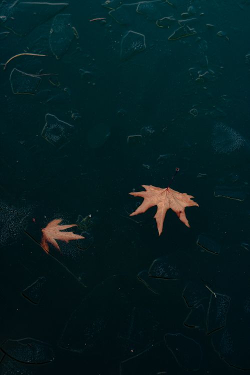 Autumn Leaves Floating on Frozen Lake Surface · Free Stock Photo