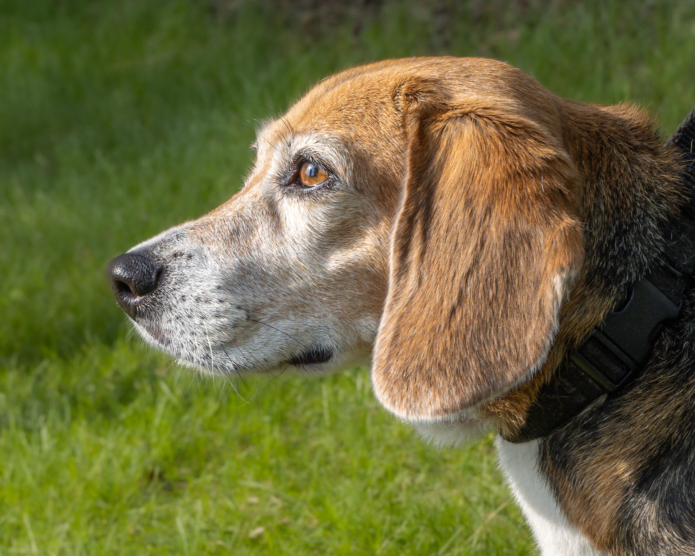Veterinary care for a dog