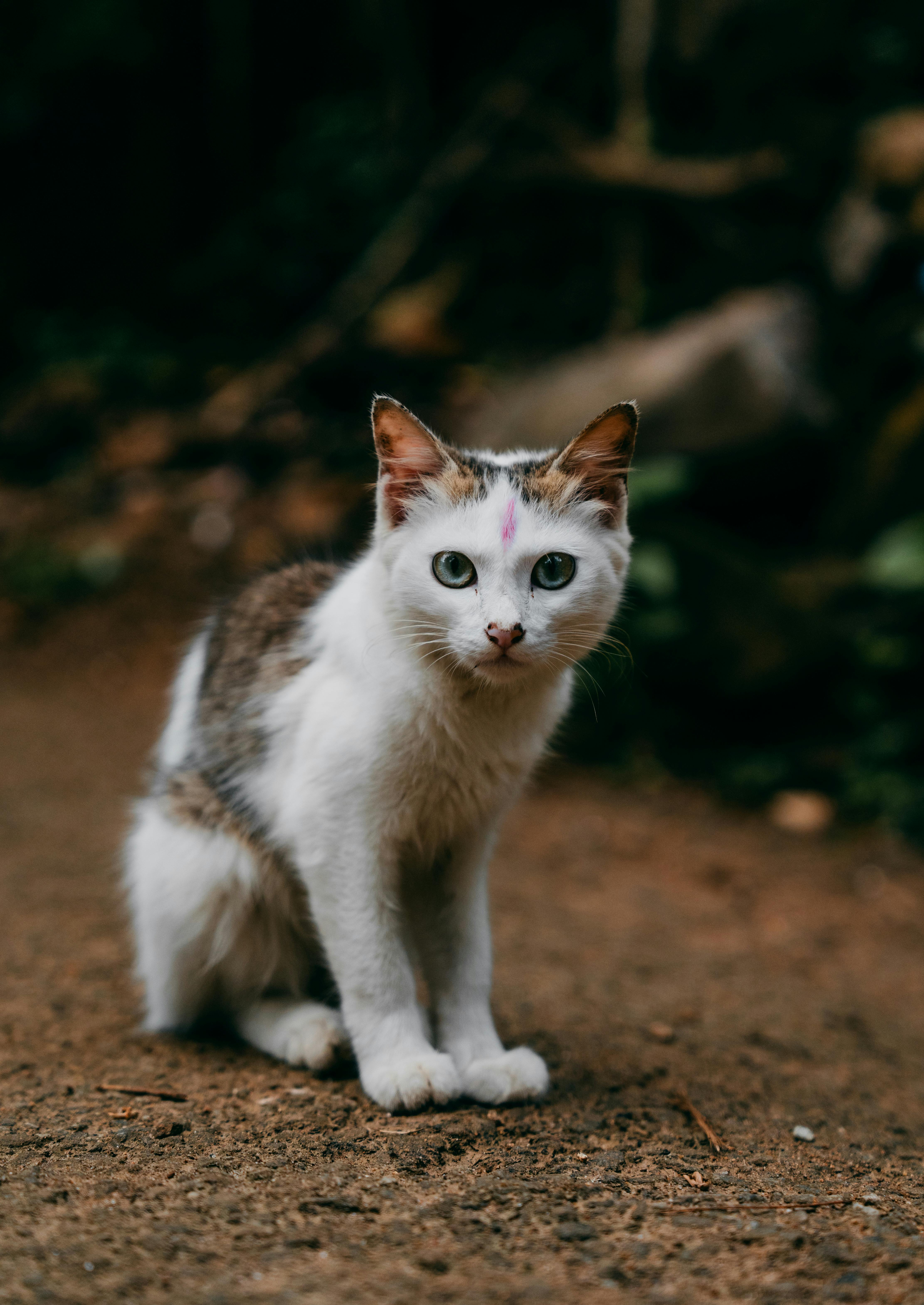 Portrait of a white street cat with unique markings outdoors in KL, India.