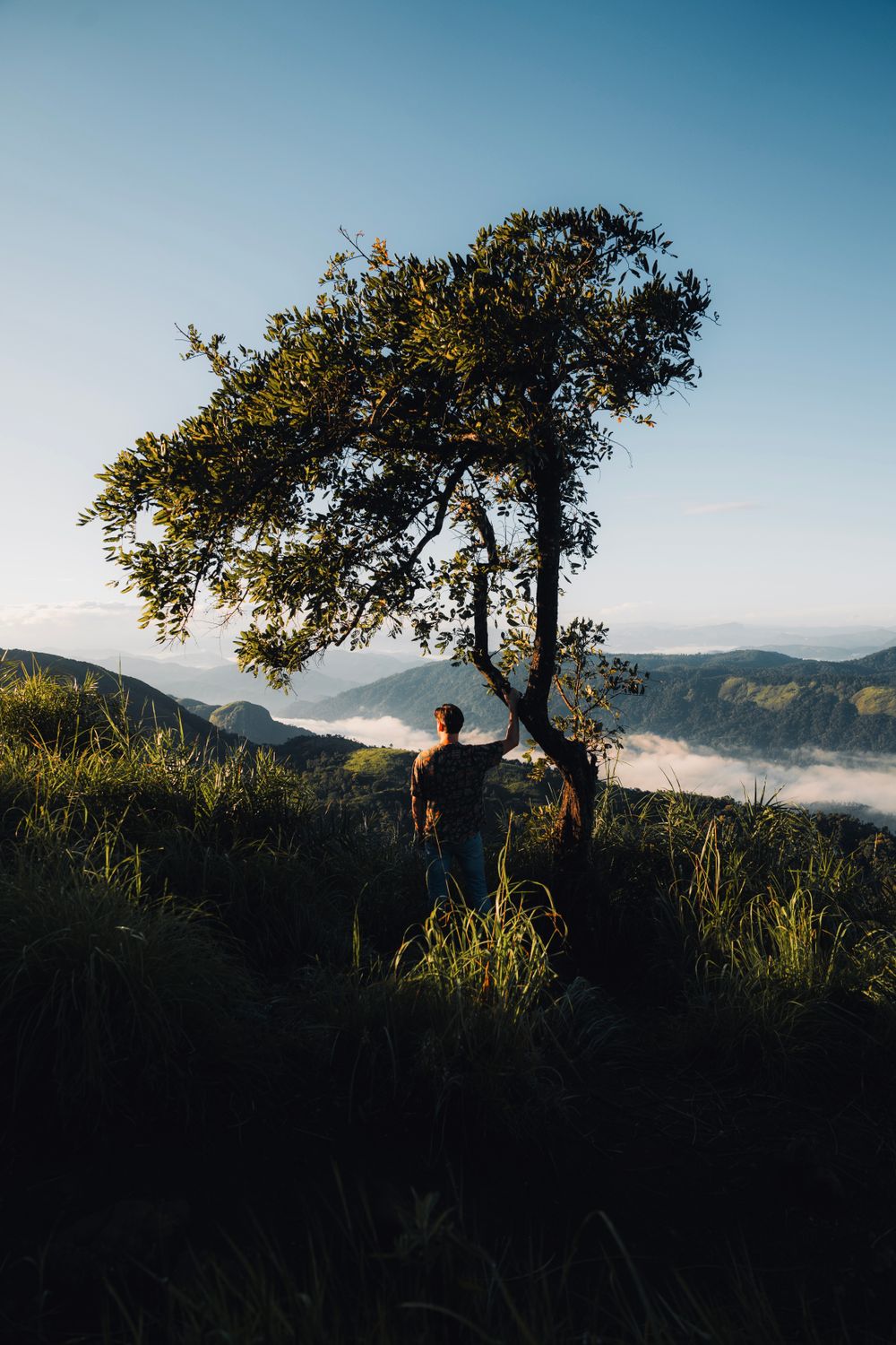 Serene Landscape with Lone Tree in KL, India · Free Stock Photo