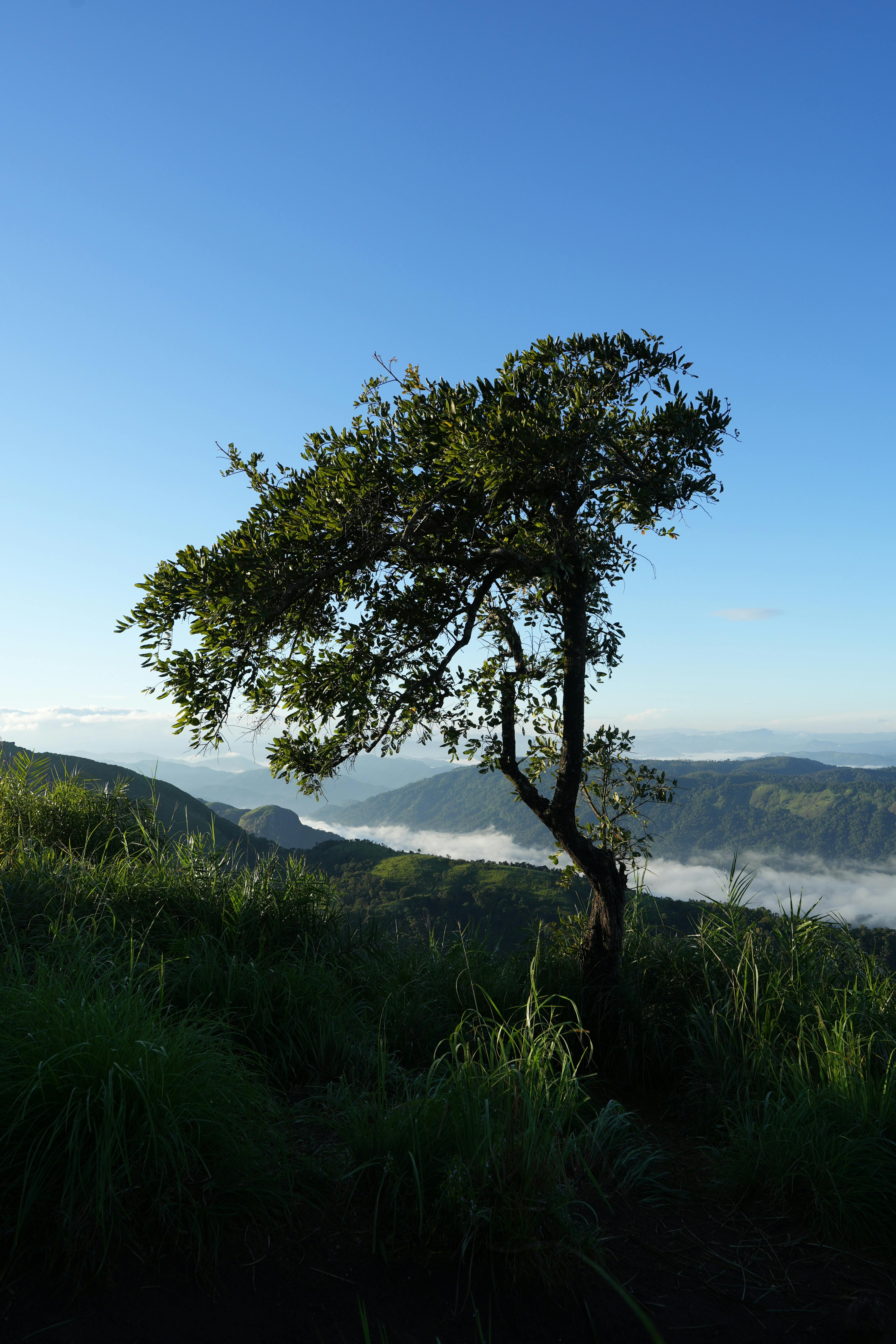 A solitary tree stands on a hilltop with a panoramic mountain view in KL, India.