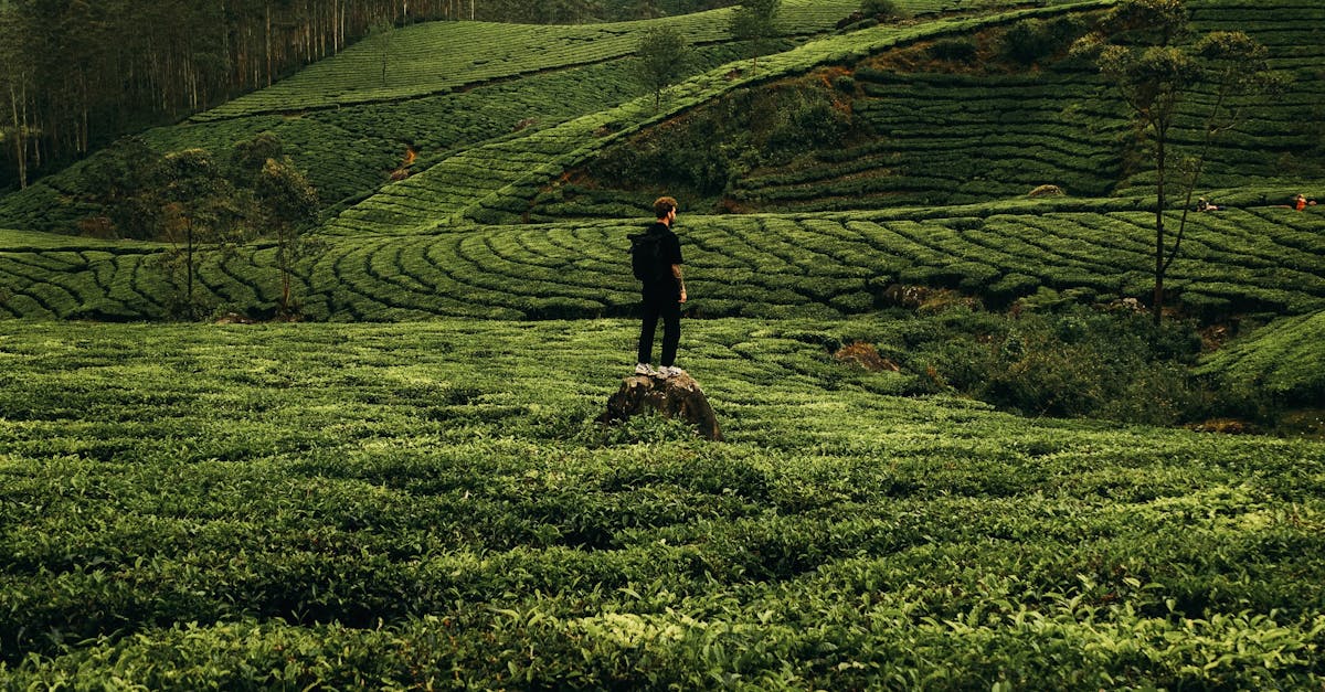 Lush green tea plantations with a solitary figure in Kerala, India.