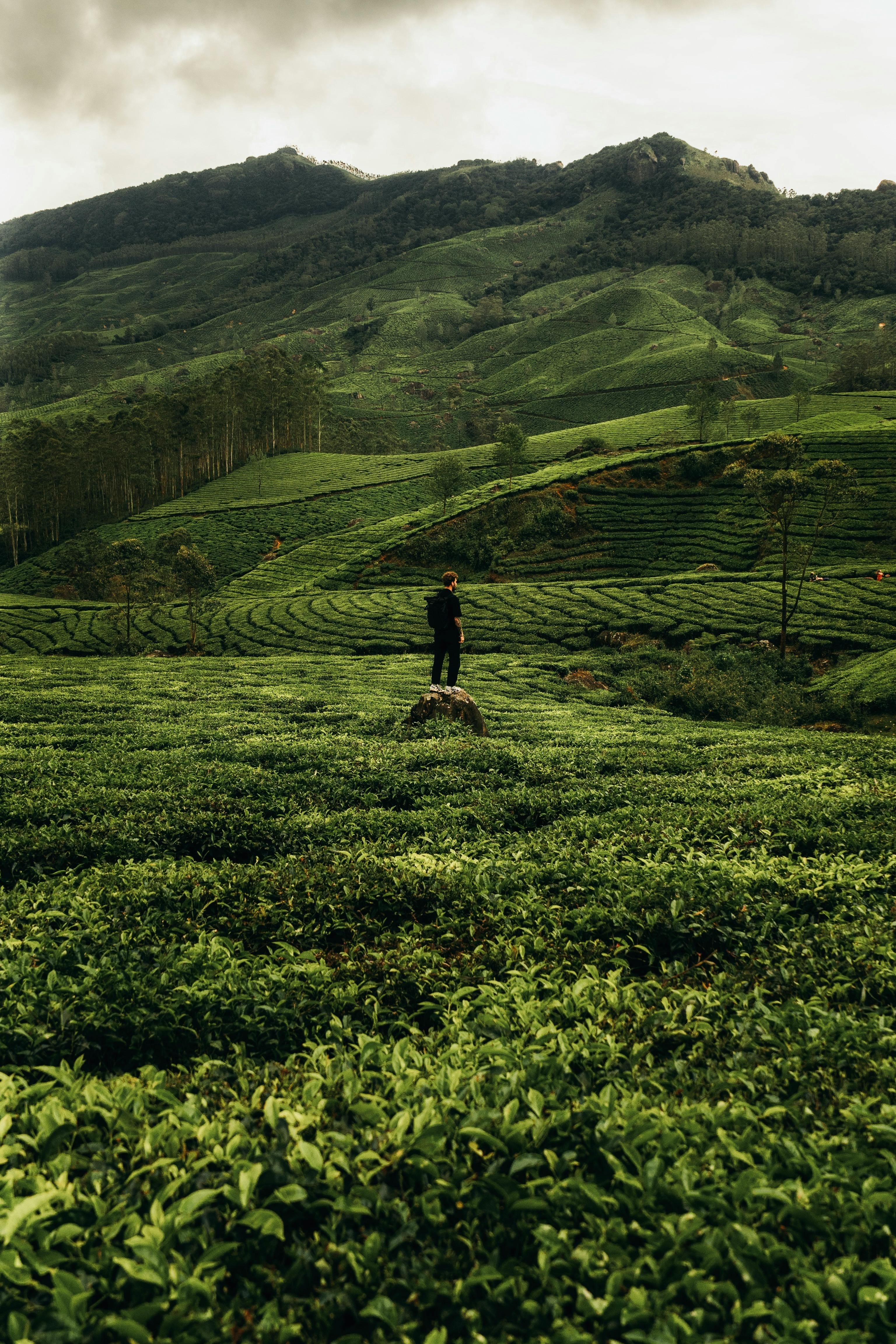 Free Lush green tea plantations with a solitary figure in Kerala, India. Stock Photo