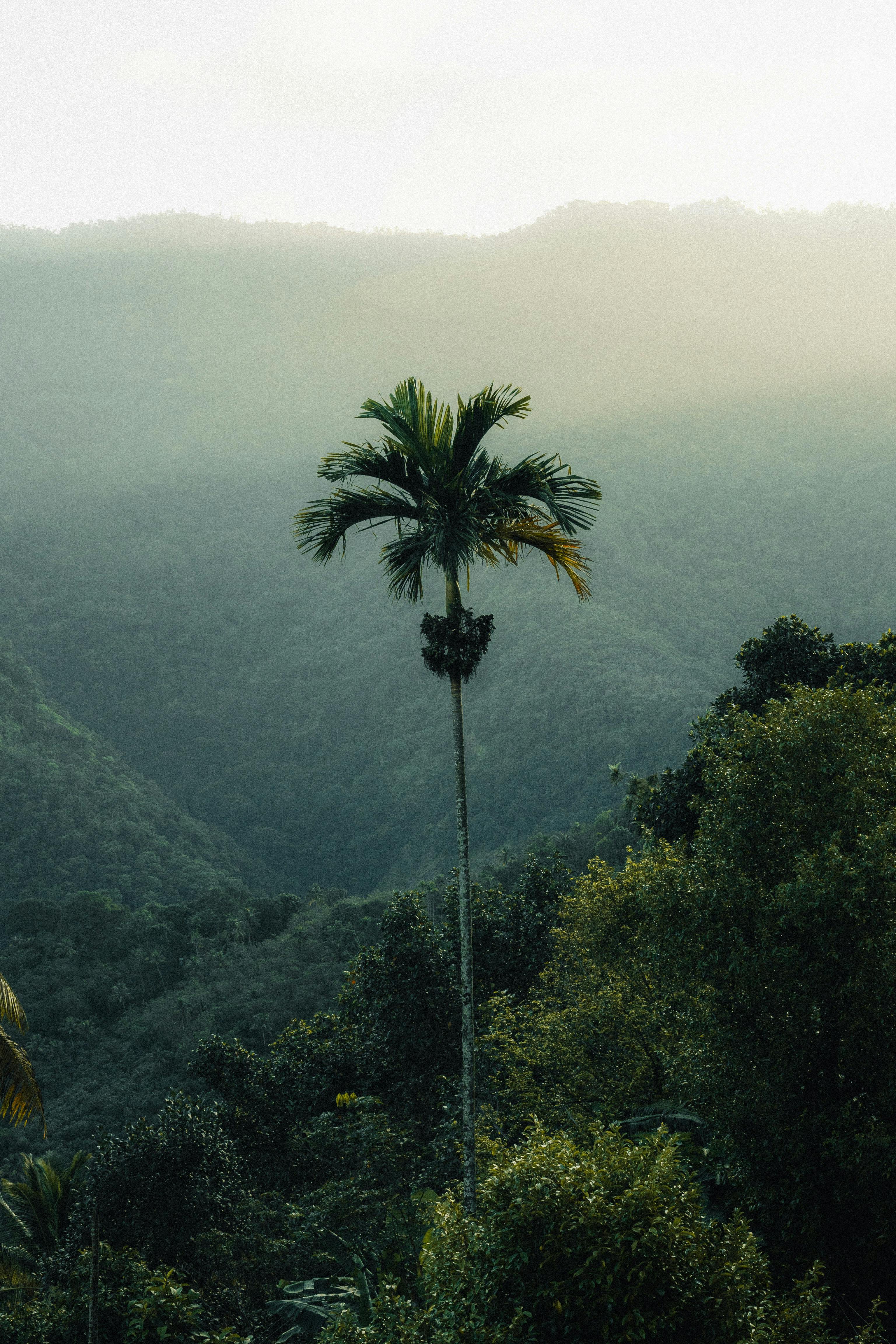 A lone palm tree stands against the misty backdrop of Kerala's lush green hills.