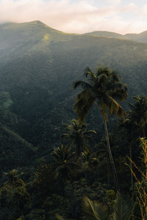 Free Serene view of lush jungle and tall palm trees in Kerala, India, showcasing natural beauty. Stock Photo