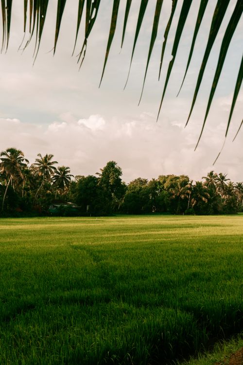 Free Serene view of lush green rice fields framed by palm leaves under a clear sky in India. Stock Photo