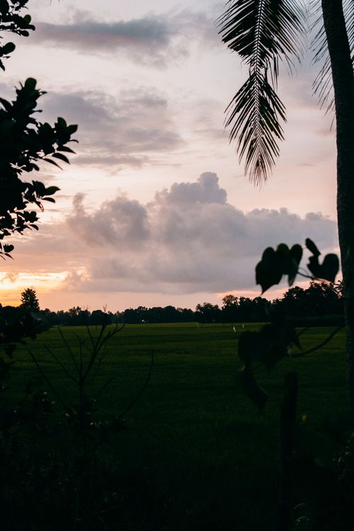 Free Beautiful sunset casting a warm glow over green fields and palm trees in Kerala, India. Stock Photo