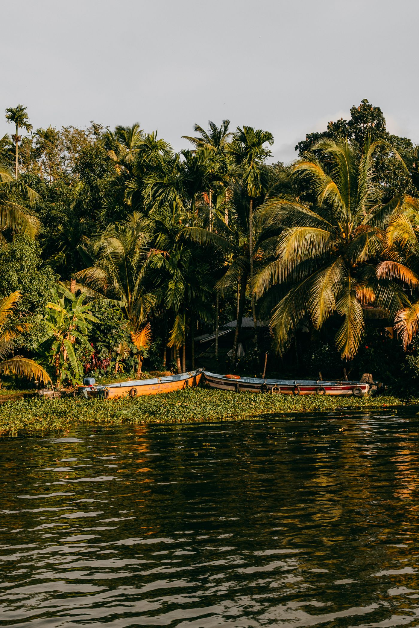 Country boats drawn up under palms in golden light — Alappuzha, representative image