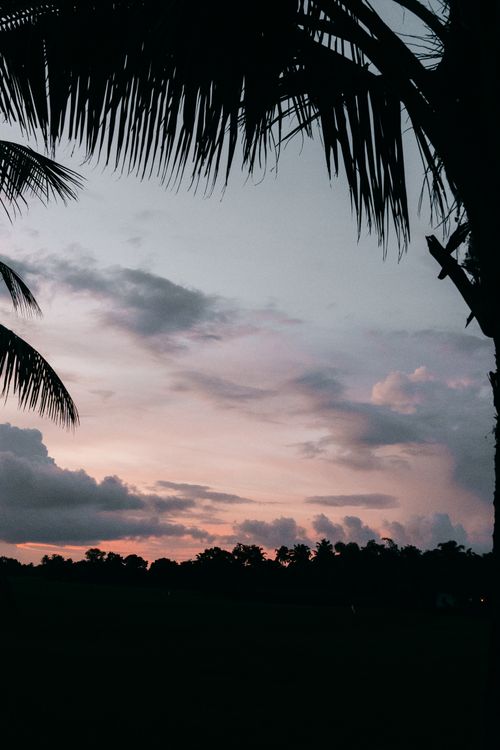 Free Stunning sunset in Kerala with palm tree silhouettes and vibrant sky. Stock Photo