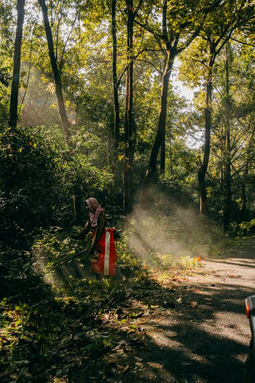Free A woman in traditional attire strolls through a sunlit forest path in KL, India, surrounded by lush greenery. Stock Photo