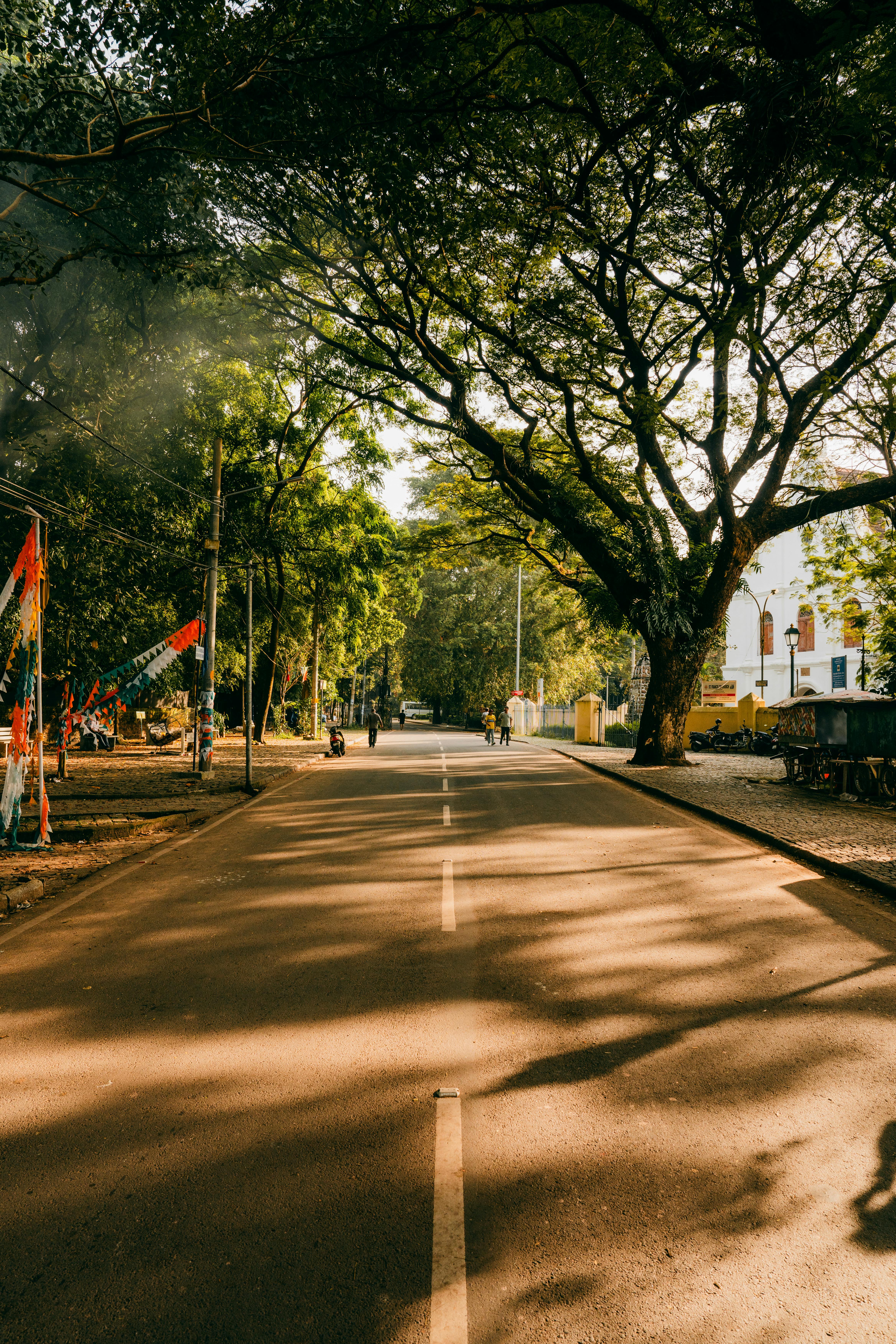 serene tree lined street in kerala india